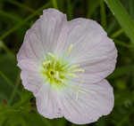 Showy evening-primrose